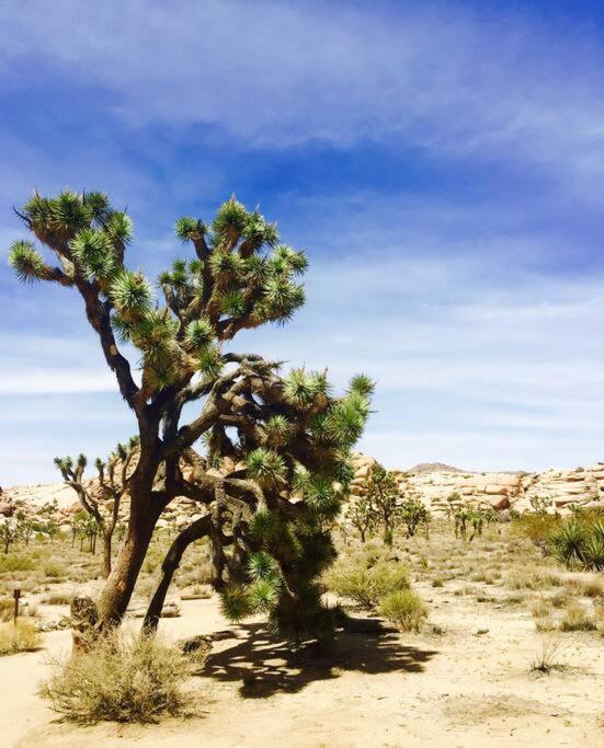 Cozy Stylish Home In The Heart Of Jt Village Joshua Tree Esterno foto