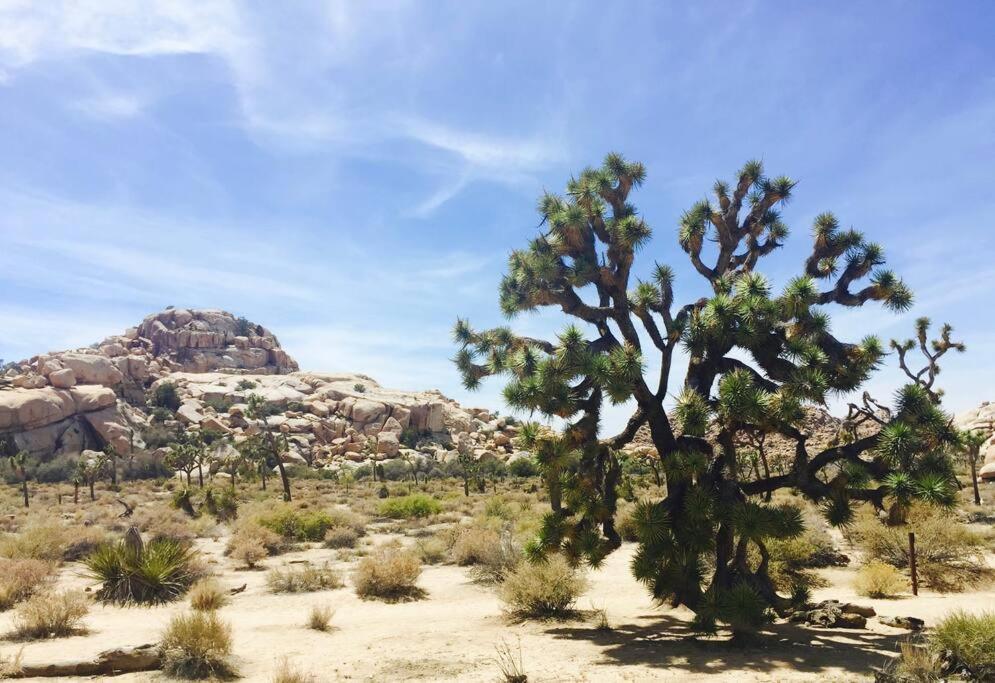 Cozy Stylish Home In The Heart Of Jt Village Joshua Tree Esterno foto